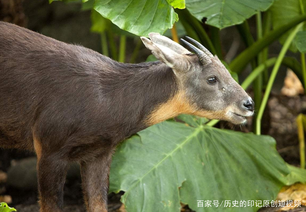 四不像今晚必中一肖——探寻神秘生肖的魅力与预测背后的真相