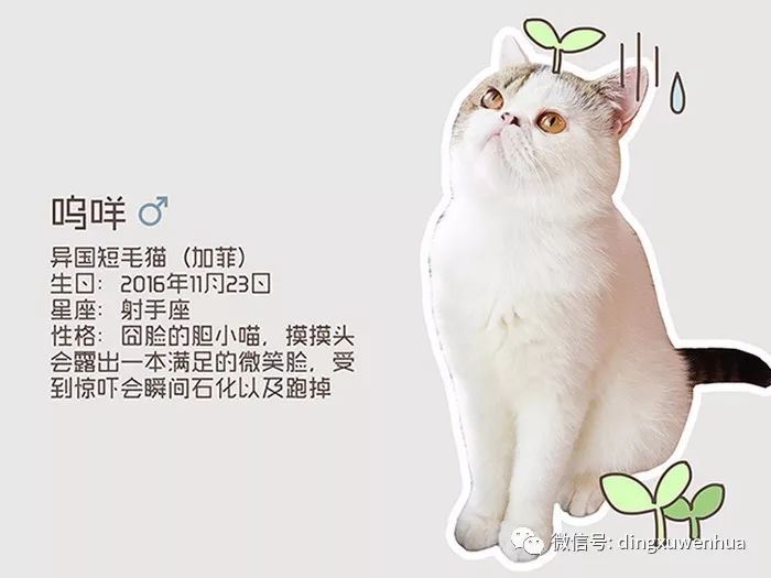 猫咪MV最新永久地域网名揭秘，一场跨越文化与网络的萌宠狂欢