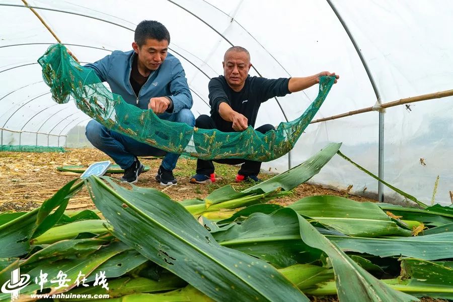 五河县招聘网最新动态，探索职业发展的黄金路径